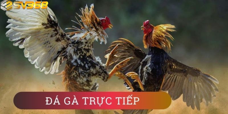 Giới thiệu hình thức xem trực tiếp đá gà là gì