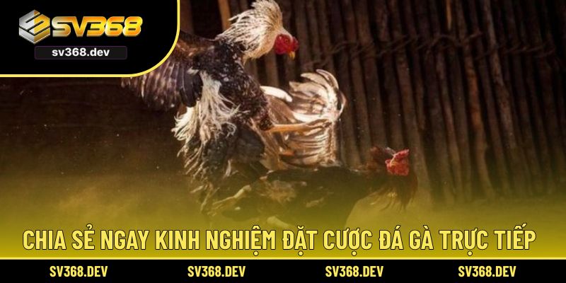 Chia sẻ ngay kinh nghiệm đặt cược đá gà trực tiếp