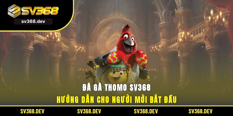 đá gà thomo sv368