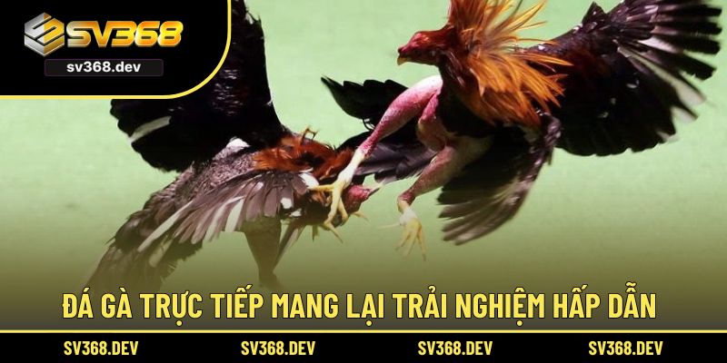 Đá gà trực tiếp mang lại trải nghiệm hấp dẫn