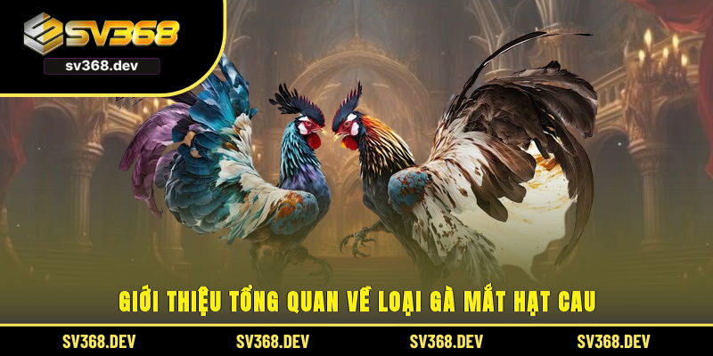 Giới thiệu tổng quan về loại gà mắt hạt cau