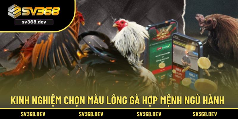 Kinh nghiệm chọn màu lông gà hợp mệnh ngũ hành