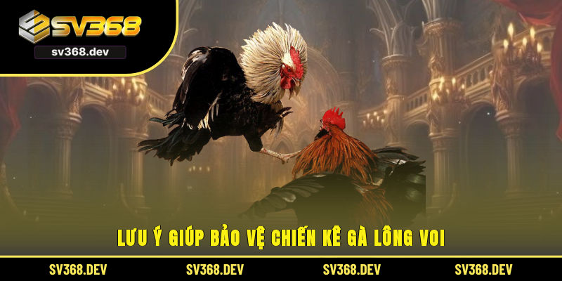 Lưu ý giúp bảo vệ chiến kê gà lông voi