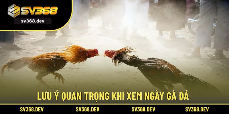 Lưu ý quan trọng khi xem ngày gà đá