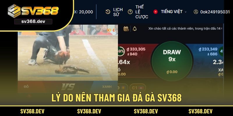 Lý do nên tham gia đá gà SV368