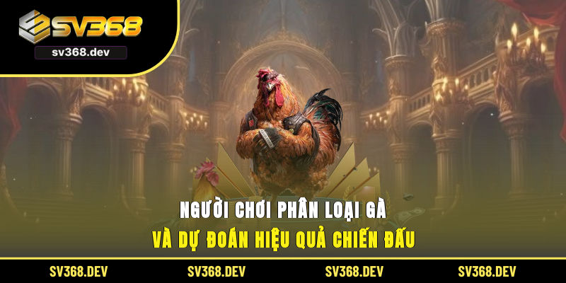 Người chơi phân loại gà và dự đoán hiệu quả chiến đấu