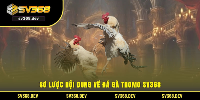 Sơ lược nội dung về đá gà thomo SV368