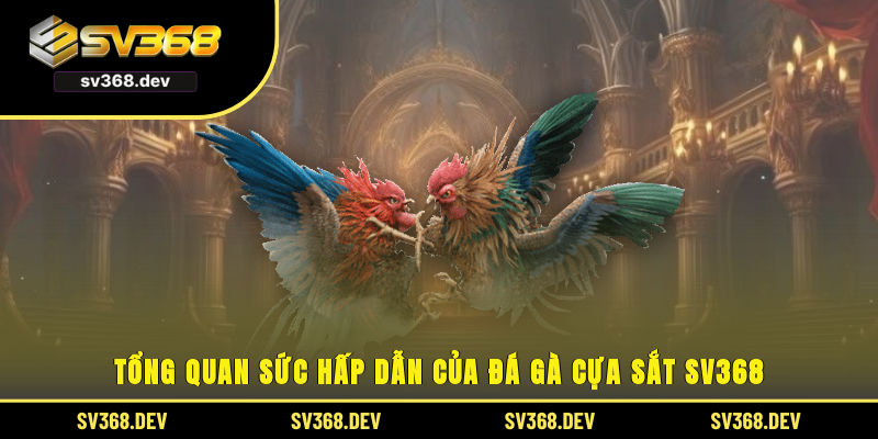 Tổng quan sức hấp dẫn của đá gà cựa sắt SV368