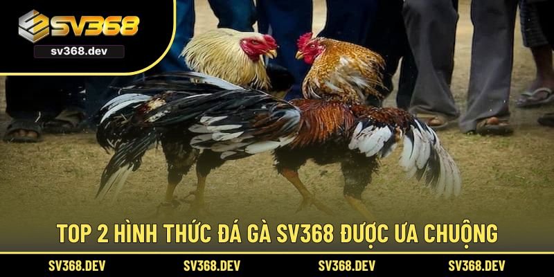 Top 2 hình thức đá gà SV368 được ưa chuộng