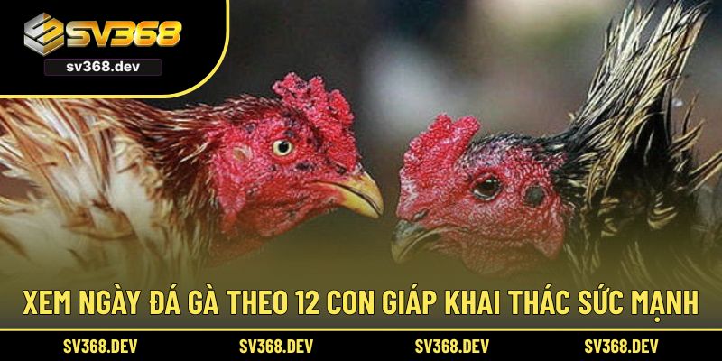 Xem ngày đá gà theo 12 con giáp khai thác sức mạnh